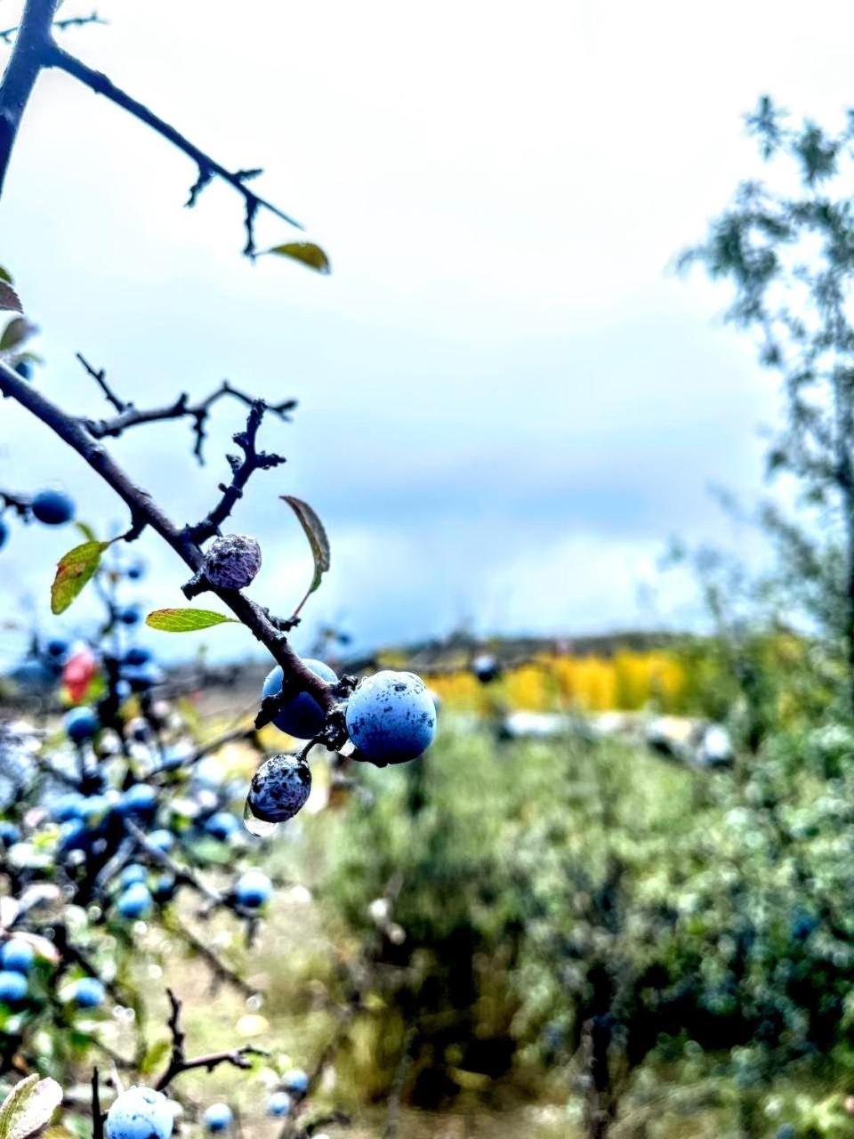 Alojamiento Rural Los Gancheros Tragacete Eksteriør billede